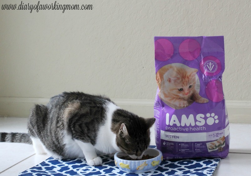 iams-visible-difference-dinner-time
